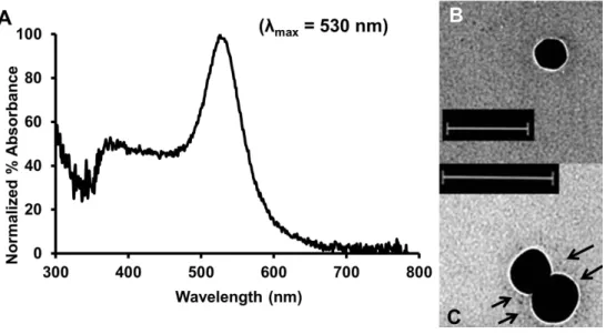 Figure 1.1: Properties of gold nanoparticles. (A) The large surface plasmon peak at 530 nm allows for easy quantification of bulk gold particle (diameter = 50 nm) content by UV-Vis spectrometry