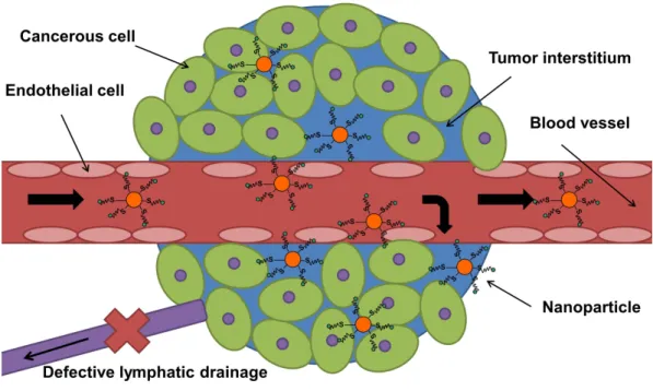 Figure 2.1: Passive tumor targeting. Passive tumor targeting of nanoparticles is achieved by extravasa- extravasa-tion of nanoparticles through the leaky tumour vasculature and ineffective lymphatic drainage (enhanced permeation and retention (EPR) effect)