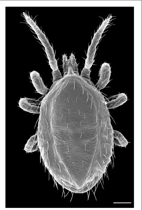 Fig. 1. Scanning electron micrograph of a female bursaOrnithonyssus (Mesostigmata: Macronyssidae), a common nest parasiteof passerines
