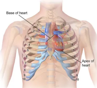 Gambar 2.2 kedudukan jantung dalam perbandingan terhadap  sternum,iga-iga, dan tulang rawan konstal