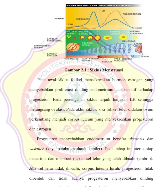 Gambar 2.1 : Siklus Menstruasi 