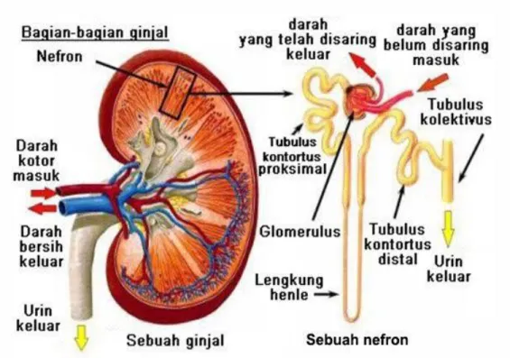 Gambar Anatomi Ginjal 2.2 
