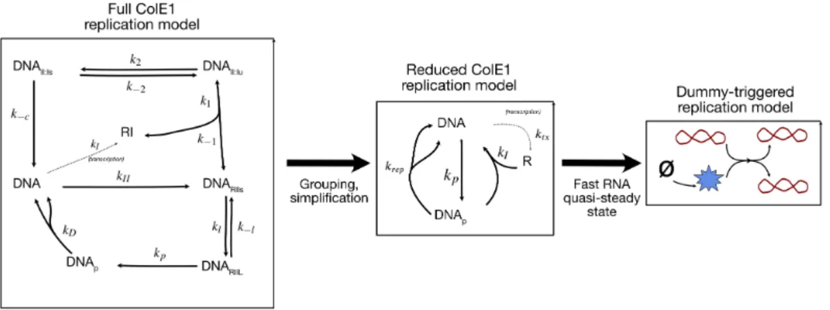 Figure 4.2: A mechanistic model of ColE1 (left), which can be conceptually ap- ap-proximated by a simplified ColE1 model (middle), which under fast RNA dynamics reduces zero-order replication equivalent to that of the dummy-triggered replication model (rig