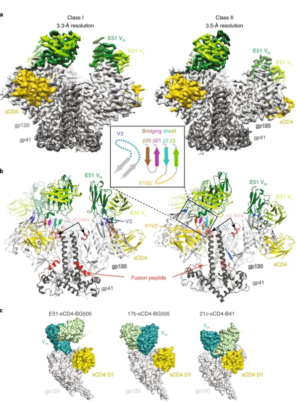 Figure  1.  The  Env  protomers  in  E51-sCD4-BG505  complexes  adopt  two  distinct  conformations