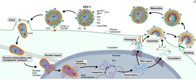 Figure 1. A schematic view of the HIV life cycle. (Source: scienceofhiv.org) 