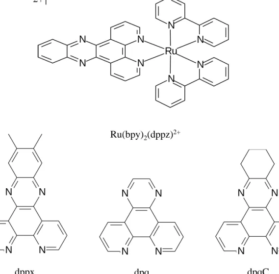 Figure 3.3. Shown above is [Ru(bpy) 2 (dppz)] 2+ , the parent complex.  Below is shown the  derivatives of the dppz ligand utilized in these studies:  dppx, dpq and dpqC where dppx =  7,8-dimethyldipyridophenazine, dpq = dipyridoquinoxaline and dpqC = 