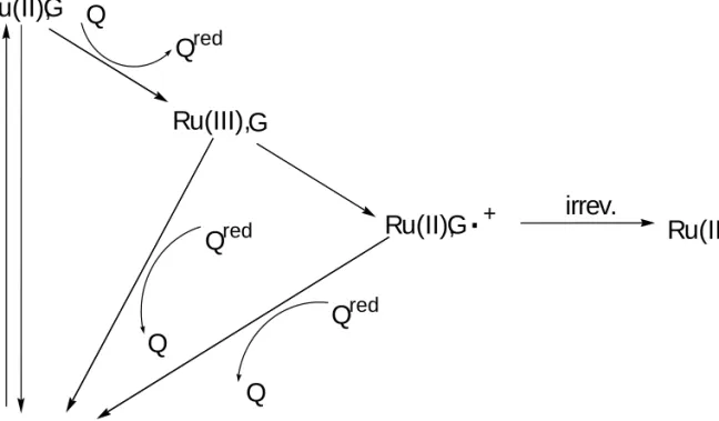 Figure 5.1. Schematic of the flash/quench technique.  The intercalating Ru(II) oxidant is  excited with visible light to yield *Ru(II)