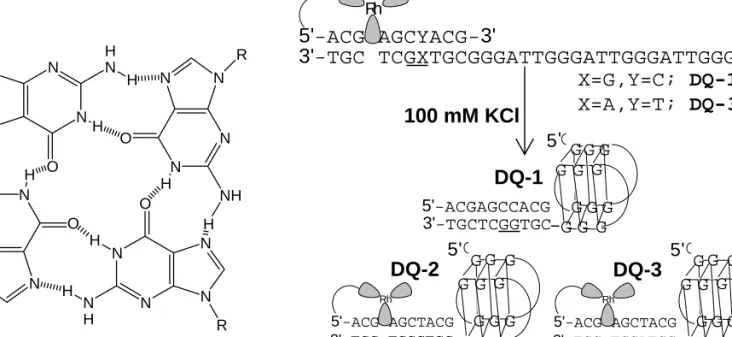 Figure 6.1. Schematic illustrations of a guanine tetrad (left) and the duplex/quadruplex  conjugates DQ-1, DQ-2, and DQ-3 (right) utilized in this work (adenines and thymines have  been schematized for clarity)