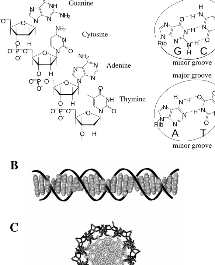 Figure 1.1. (A) The sugar-phosphate backbone of DNA and the specific base pairing  between two single strands