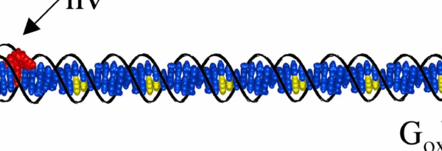 Figure 1.3.  Schematic representation of a DNA duplex with a tethered rhodium photooxidant containing six 5’-GG-3’ guanine doublets up to 200 Å from the 