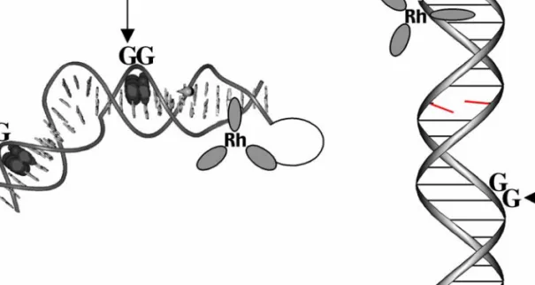 Figure 1.4.  Schematic representations of some of the base stacking perturbations that  have been examined using guanine oxidation ratios