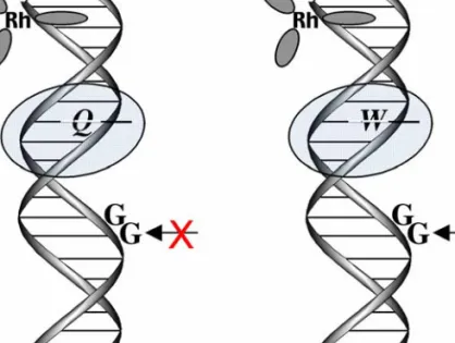 Figure 1.5.  Schematic illustrations of a DNA-binding protein modulating CT, both  positively and negatively