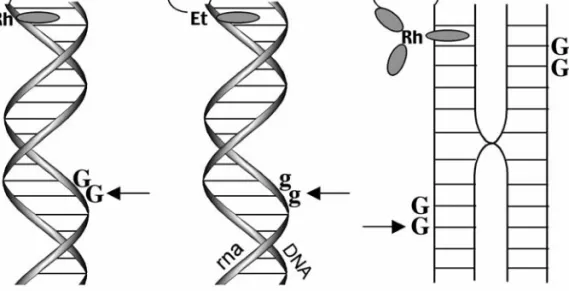 Figure 1.6.  Schematic illustrations of some of the DNA structures studied for their ability  to mediate CT