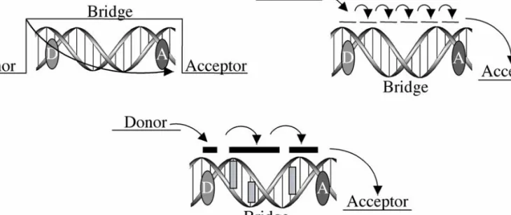 Figure 1.7.  Schematic representations of three possible mechanisms for DNA CT.  In  superexchange (top left), the charge tunnels from the donor (D) to the acceptor (A)  through the bridge