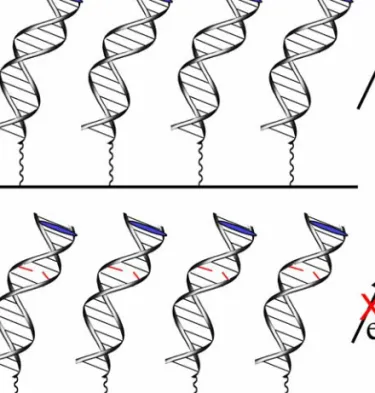 Figure 1.8.  Schematic illustrations of electrochemistry experiments utilizing DNA films  self-assembled on a gold surface