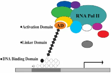 Figure 2.1  Activation of gene transcription by artificial transcription factors.   The  artificial activator is composed of three separate functional domains