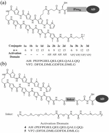 Figure 2.3  Structures of polyamide-activation peptide conjugates 1-5  prepared to  explore the effect of linker length and flexibility on activation potential