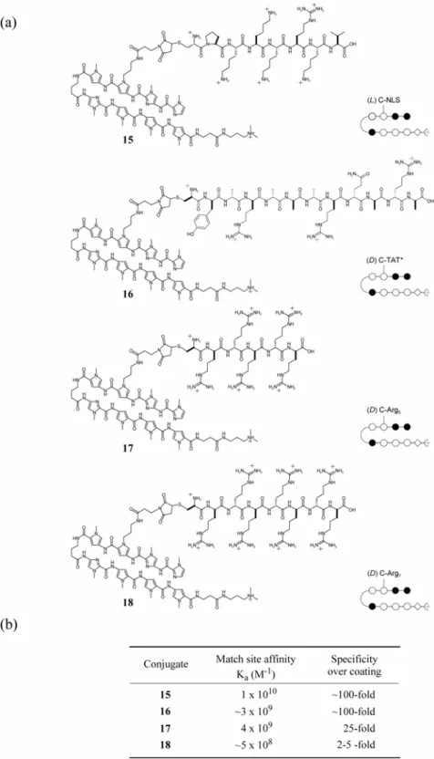 Figure 3.6  DNA-binding characteristics of N-methyl-linked polyamide-peptide  conjugates