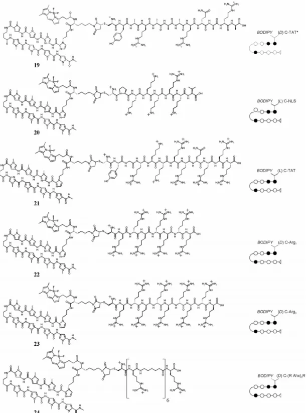 Figure 3.8  N-terminal imidazole-linked peptide-polyamide-Bodipy conjugates for  nuclear uptake studies