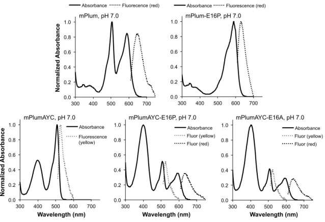 Fig.  2.  Absorption  and  fluorescence  spectra  of  various  RFPs.  Absorption  spectra  (heavy  black  lines)  are  normalized  to  the  largest  intensity  absorbance  peak  present  in  each  spectrum