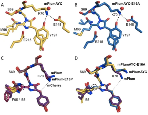 Fig. 4. Crystal structures. (A and B) Introduction of the AYC motif results in π-stacking  interactions  between  the  chromophore  and  Tyr197  in  both  mPlumAYC  (A)  and  mPlumAYC-E16A  (B)