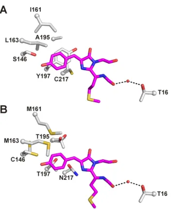 Fig. 2. Crystal structures of designed positions in the most red-shifted mutants, mRojoA  (A) and mRouge (B)