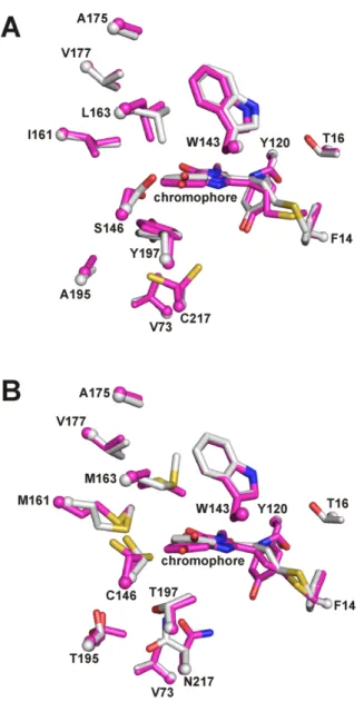 Fig.  S2.  Comparison  of  structure  predicted  by  CPD  (white)  and  crystal  structure  (magenta)  for  red-shifted  mutants  mRojoA  (A)  and  mRouge  (B)