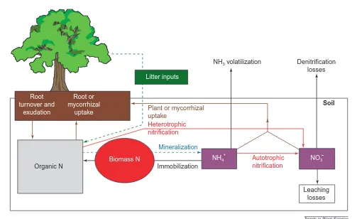 Fig. 1. The main pools (boxes) and fluxes between pools (arrows) of nitrogen (N) in terrestrial ecosystems, excluding both animals and inputsvia nitrogen fixation