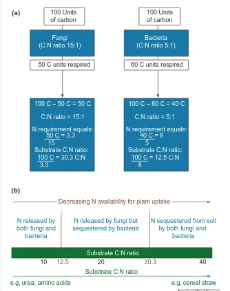 Fig. 2. (a) Influence of the type of decomposer (bacterial or fungal) on the minimum (or ‘critical’)carbon:nitrogen (C:N) ratio for the decomposition of organic material at which net N mineraliz-ation is zero
