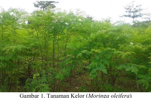 Gambar 1. Tanaman Kelor (Moringa oleifera) 