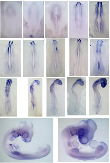 Figure 1: Ccar1 expression  