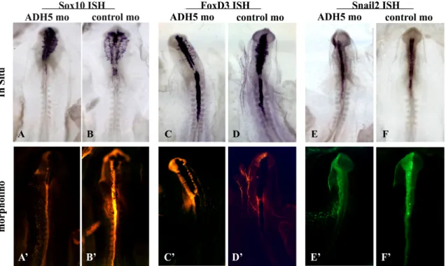 Figure 5: Morpholino knockdown of ADH5, Sox10, slug, and foxd3 in situ 