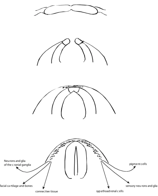Figure I.  Schematic of Neural Crest Development 