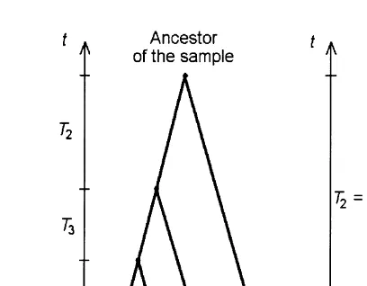 Fig. 2. Schematic depiction of the coalescence process; t, backward time. (a) Sample size n
