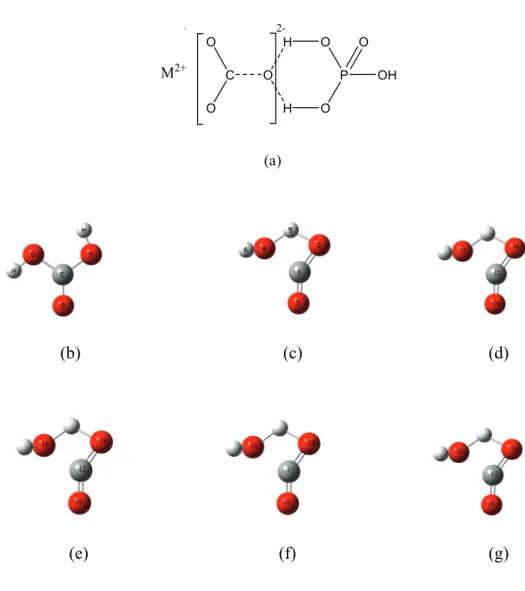 Figure 3-1: Transition state structures during phosphoric acid digestion of carbonate minerals (H 2 CO 3