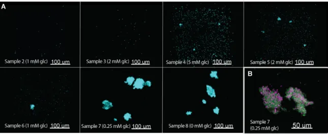 Fig.  S1.1.  Imaging  of  samples  collected  from  the  continuously  stirred  tank  reactor  experiments