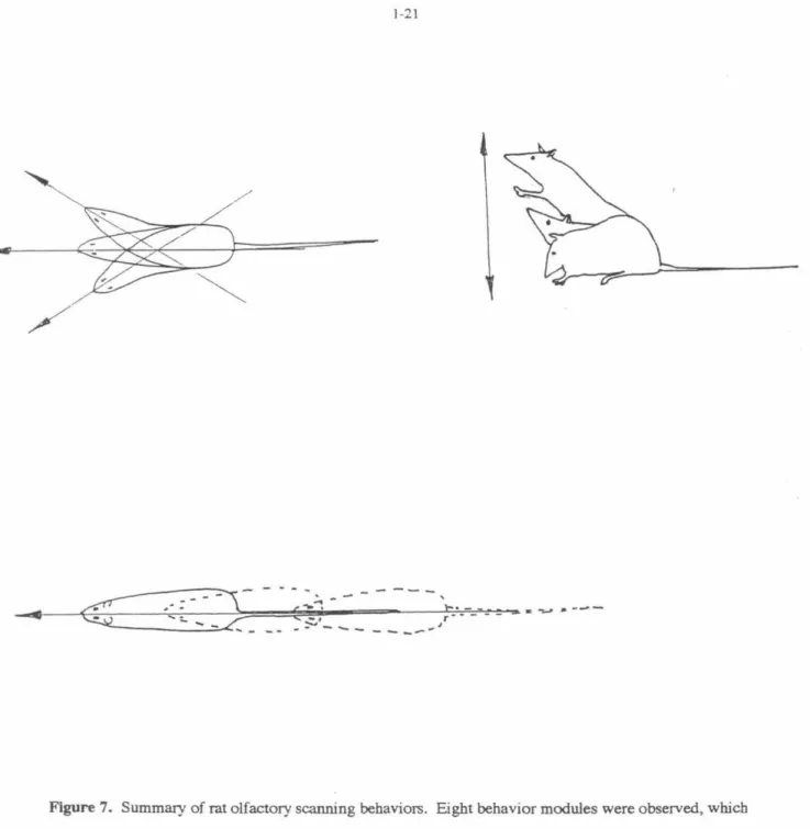 Figure 7.  Summary of  rat olfactory scanning behaviors.  Eight behavior modules were observed, which  when viewed with respect  to  their sCanning planes, revealed three spatial dimensions of rat olfactory  scanning behaviors