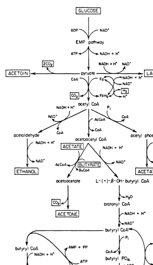 Figure 15. Metabolic pathways  in  C. acetobutylicum.