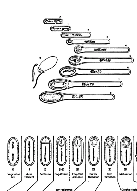 Figure  1.  Sequence of  sporulation  events  in