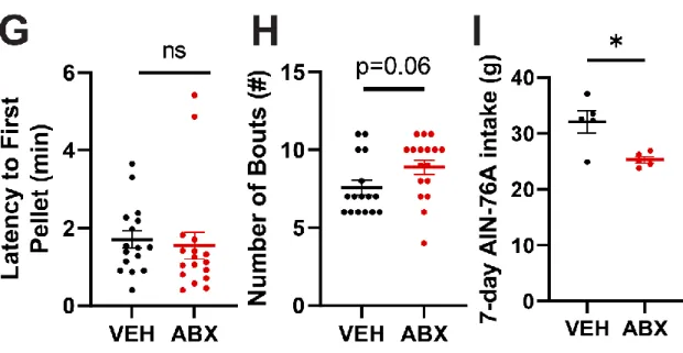 Figure S1. Physiological and behavioral measurements of microbiota-depleted mice reveal  effects on food intake are robust and depend on dietary composition, Related to Figure 1