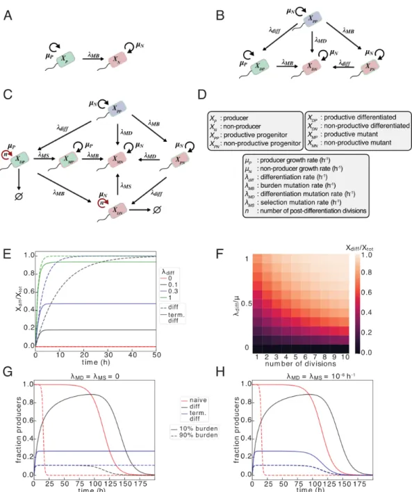 Figure 2.1: Architectures for implementation of differentiation circuits. (A-D) Schematics for a naive expression (A), differentiation-activated expression  (dif-ferentiation) (B), and differentiation-activated expression in which the number of cell divisi