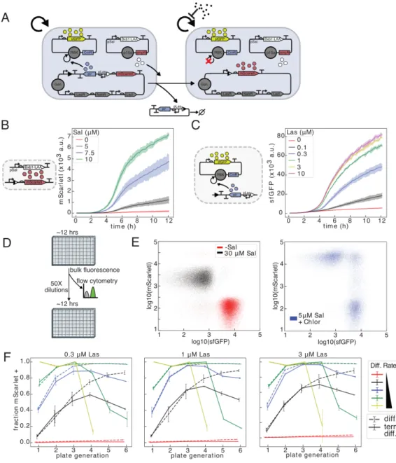 Figure 2.3: Implementation of a tunable integrase-mediated differentiation circuit.