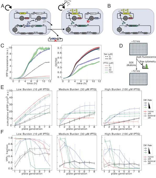 Figure 2.5: Differentiation improves duration and output from burdensome T7 driven expression circuits