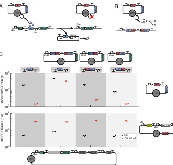 Figure 3.2: Integrase inactivation of 𝜋 protein expression ablates R6K plasmid replication