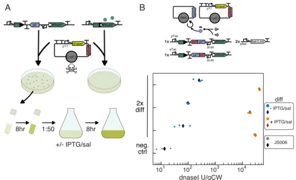 Figure 3.6: Production of functional dnaseI using integrase mediated differentia- differentia-tion