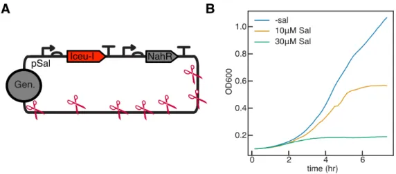 Figure 4.1: Inducible expression of I-ceuI homing endonuclease effectively stops growth