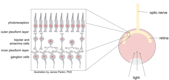 Figure 1.1: Illustration of the structure of the retina.