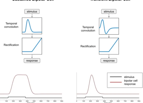 Figure 2.1: Illustration of the LN model for a retinal bipolar cell. The time-varying stimulus is convolved with a temporal filter and passed through a ReLU nonlinearity to produce a time-varying output