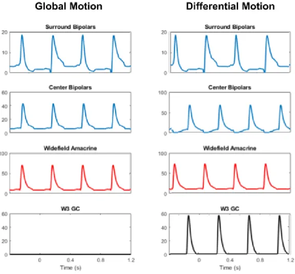 Figure 4.2: Time-varying responses of each neuron type in a simulated W3 circuit to global and differential motion stimuli (shown in Fig