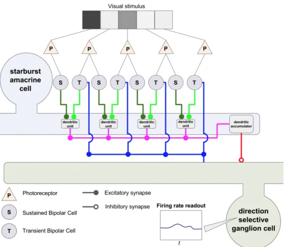 Figure 4.4: Schematic of Tran model of direction selectivity. Adjacent sustained and transient bipolar cells are paired at a single segment of SAC dendrite